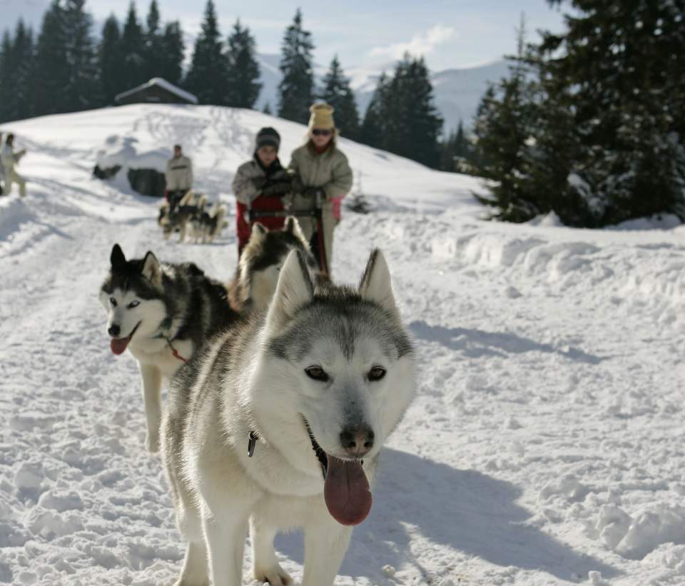 Driving a dog sled team in the snowfields of Les Carroz, Haute Savoie Mont-Blanc