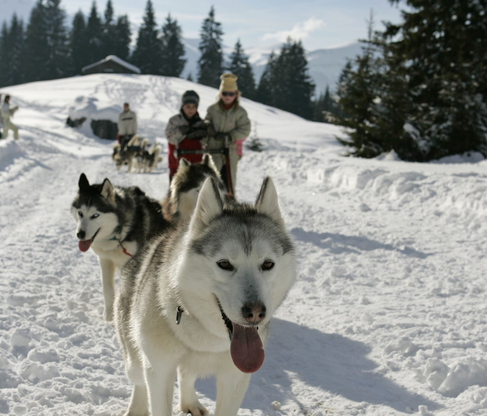 Chiens de traîneaux dans le domaine du Grand Massif proche de Flaine
